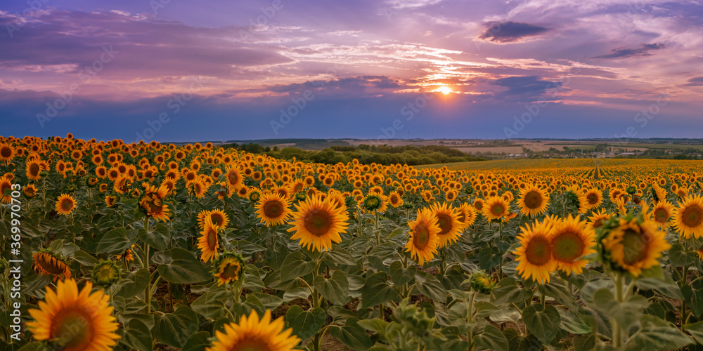 Fototapeta premium atmospheric sunflower field during sunset with a landscape and colorful sky in the background