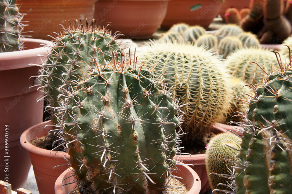 Selected focused on a group of small and colourful cactus planted in small plastic pots. The small cactus suitable to used as an indoor decoration. Sales of this cactus are a source of income for farm