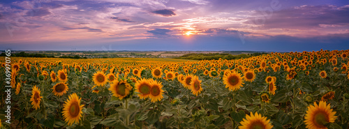 Panorama of a golden yellow sunflower field during sunset with a landscape and a colorful purple-blue sky in the background