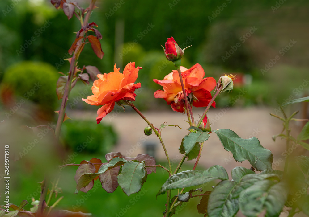 Amazing garden with perennials and Amazing garden with perennials and