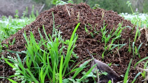 Hundreds of Fire Ants Swarm their mound after it was disturbed
