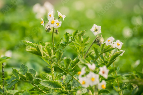 Fototapeta Naklejka Na Ścianę i Meble -  white flowers on green background