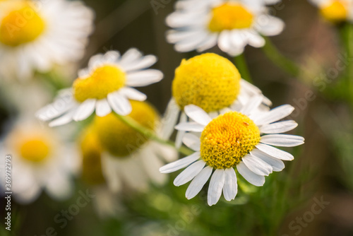 macro zoom on daisies in the garden