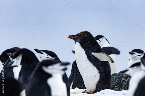 Profile of a Penguin Among Strangers