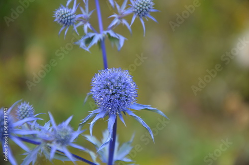 blue flower of a thistle