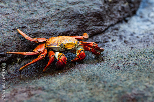 A Colorful Crab Rests On Lava rocks photo