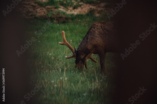 Wildlife in the Colorado Mountains