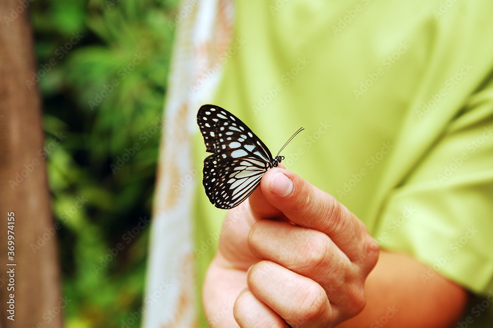 Butterfly at Habitat Butterflies Conservation Center in Bohol