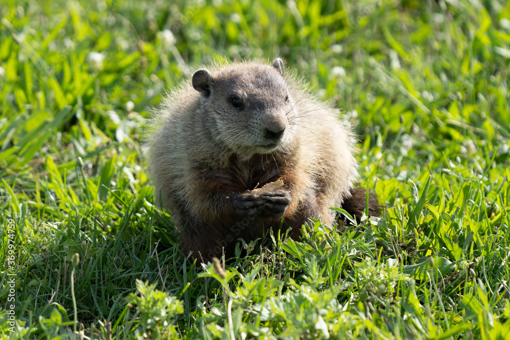 ground hog has found a peanut to eat on a sunny day at the park ground hog has found a peanut to eat on a sunny day at the park
