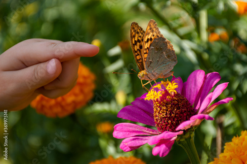 Photography A child's hand and a butterfly on a flower