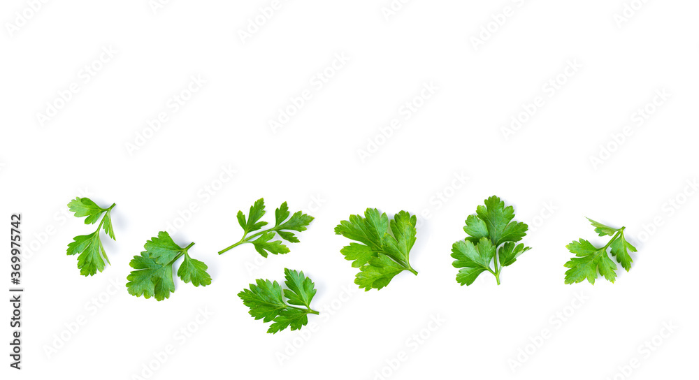 Obraz premium Parsley isolated on a white background