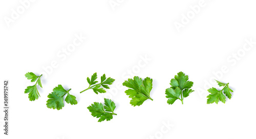 Parsley isolated on a white background