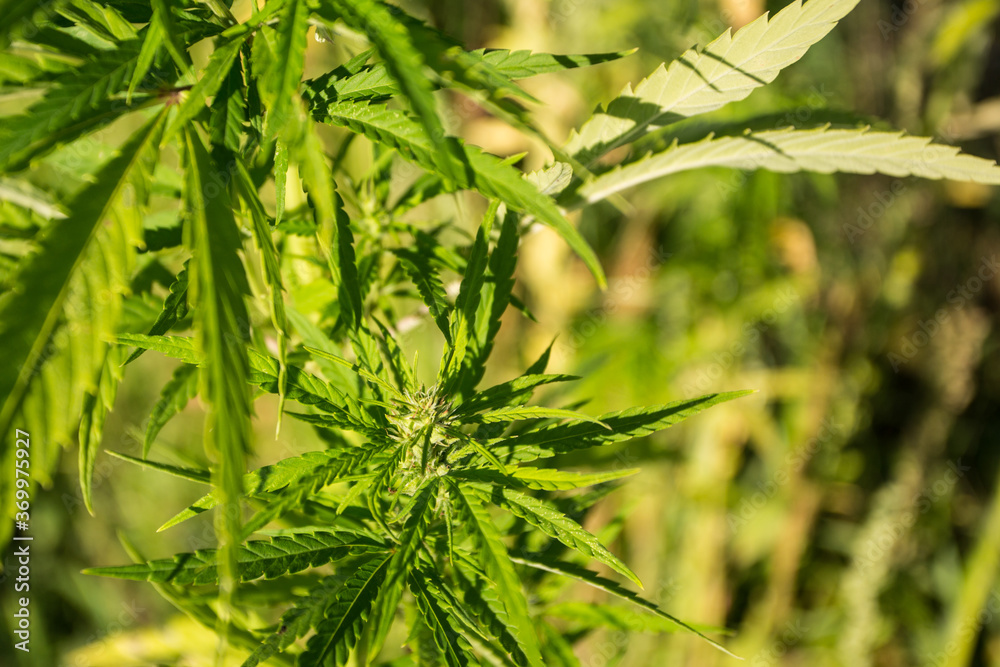 Field of industrial hemp (cannabis) in the evening sun. Legally planted on the field