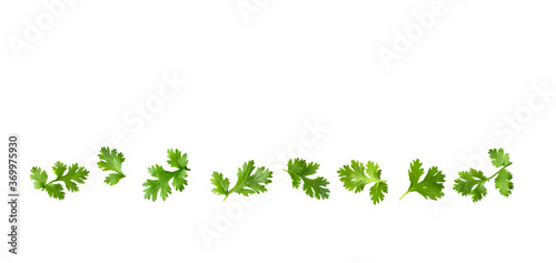 fresh parsley herb on white background