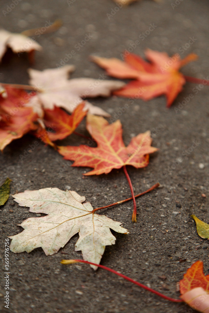 Withering fallen leaves on ground Withering fallen leaves on ground