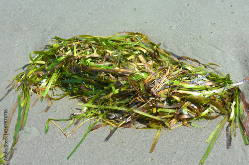 Green seaweed washed up on the sand at the beach