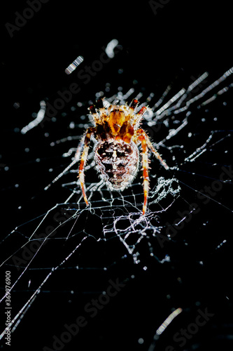 Garden Spider photo