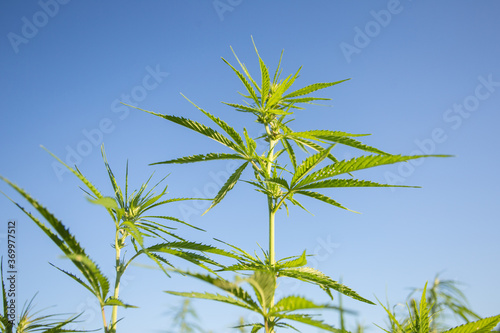 Field of industrial hemp (cannabis) in the evening sun. Legally planted on the field