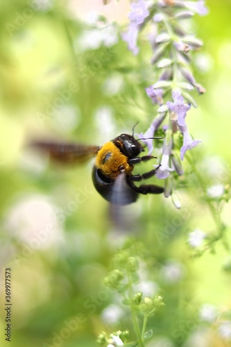 A carpenter bee hovers and pollinates purple lavender flower.

