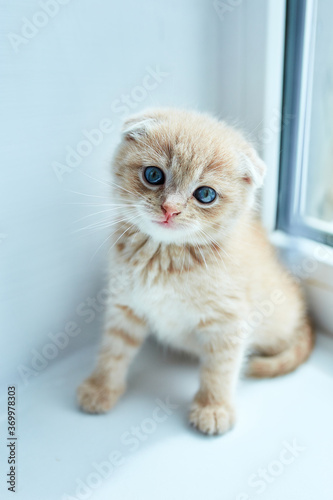 British little playful kitten at home near the window