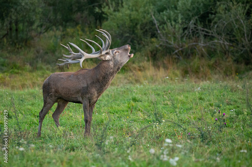 Red deer in the nature habitat during the deer rut © photocech