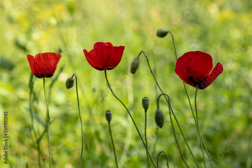 Poppy flower ; Papaver rhoeas , Papaveraceae 