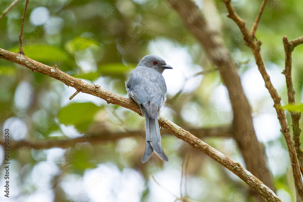 Ashy Drongo bird on branch
Ashy Drongo bird on branch