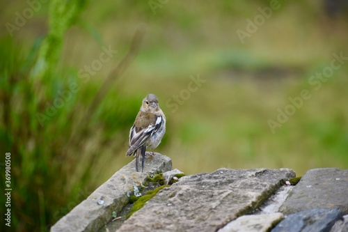 Little chaffinch bird on a stone looking around photo