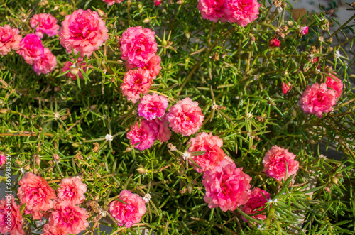 Pink ten o'clock flowers