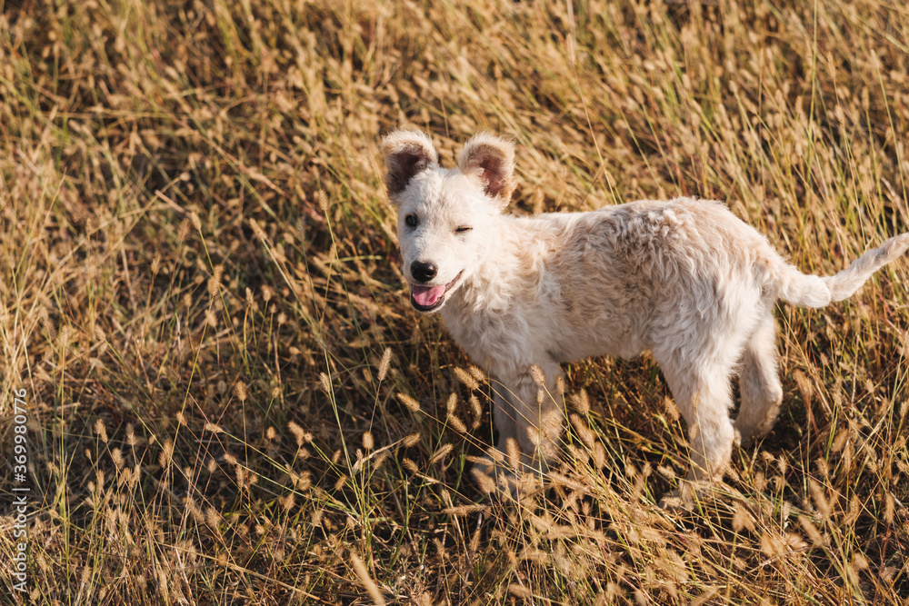 White Dog In The Field White Dog In The Field