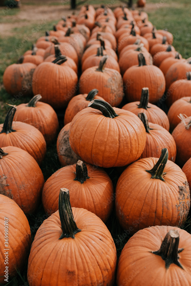 Pumpkin patch Pumpkin patch