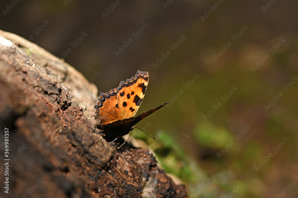 Fototapeta premium butterfly sunbathing on a tree