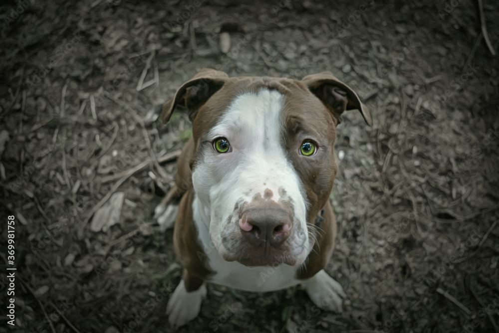 Pit bull. Red nose. Green eyes.