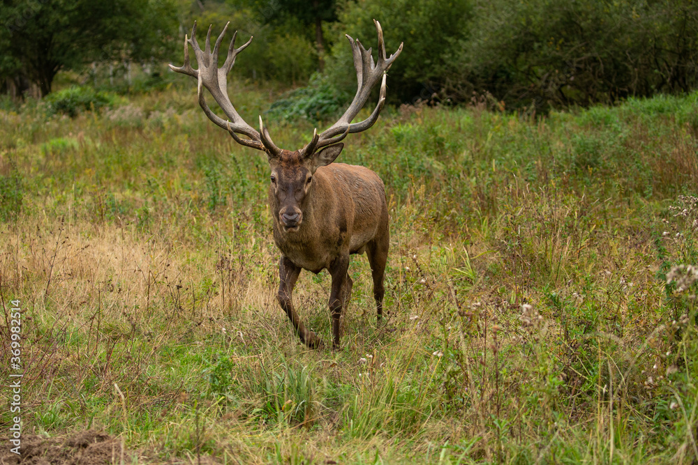 Red deer in the nature habitat during the deer rut Red deer in the nature habitat during the deer rut