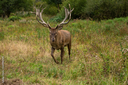 Red deer in the nature habitat during the deer rut