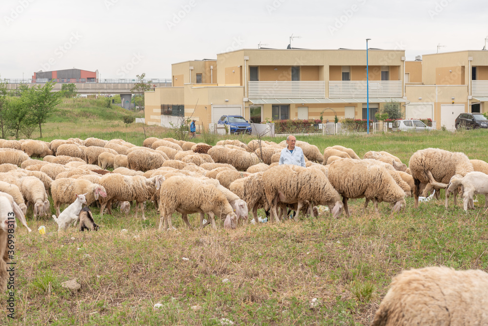 Obraz premium Sheep grazing in a row, in a meadow in Italy.