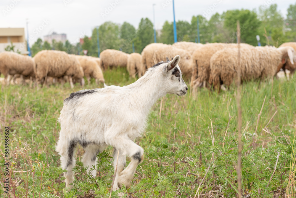 Front view of a baby goat facing the camera while grazing.