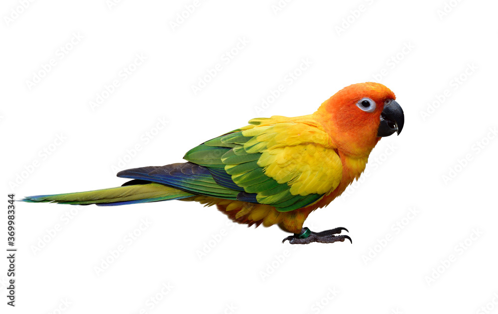 sun parakeet (Aratinga solstitialis) also known in aviculture sun conure most lovely and beautiful small yellow parrot