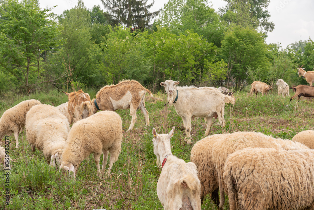 Fototapeta premium Sheep and goats grazing in a mountain meadow.