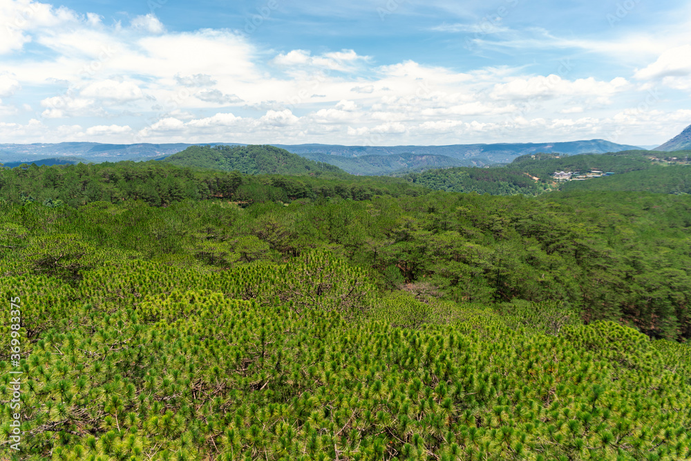 Top view of pine forest and mountains
