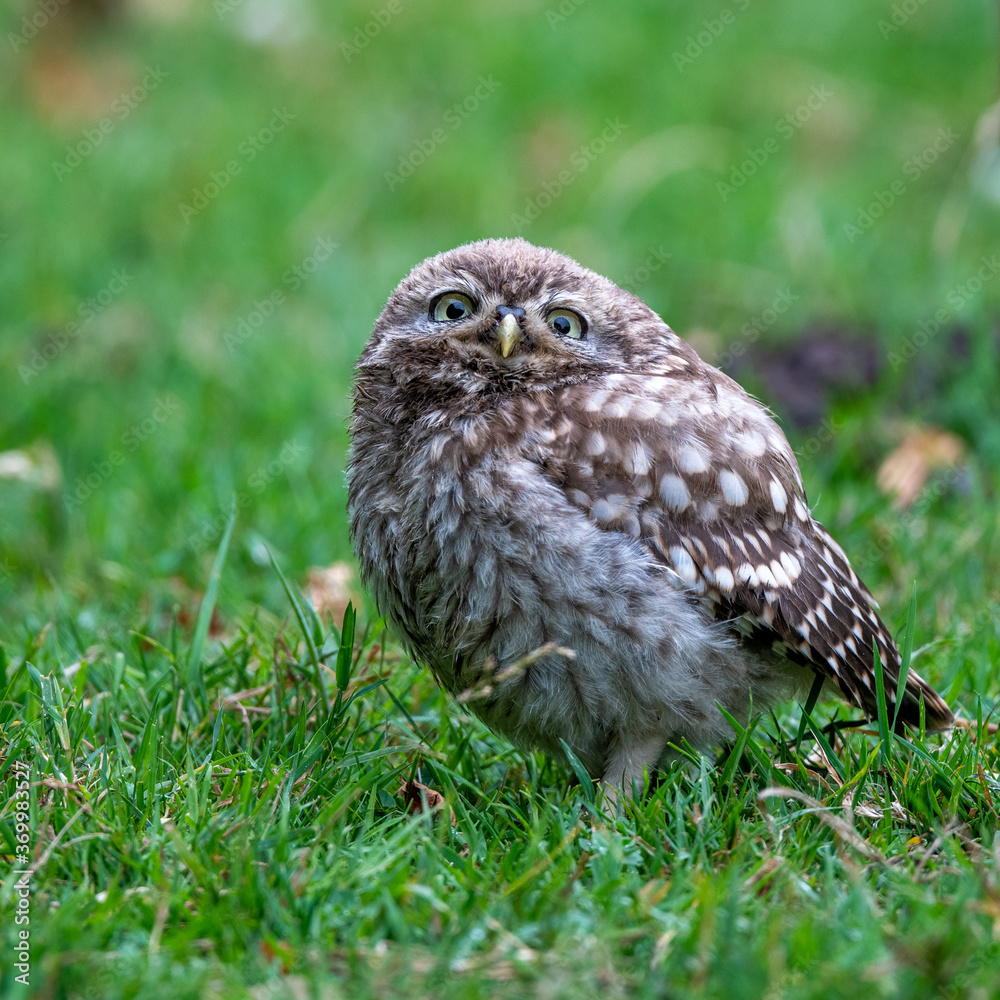 Portrait of a Little Owl (Athene noctua) Portrait of a Little Owl (Athene noctua)