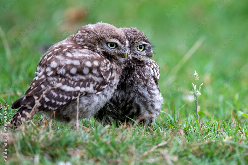 Fototapeta premium A pair of little owl (Athene noctua) siblings in grassland