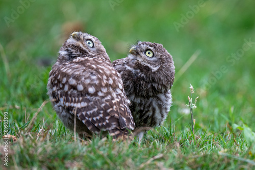 A pair of little owl (Athene noctua) siblings in grassland