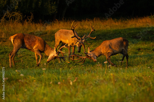 Fototapeta Naklejka Na Ścianę i Meble -  Red deer in the nature habitat during the deer rut