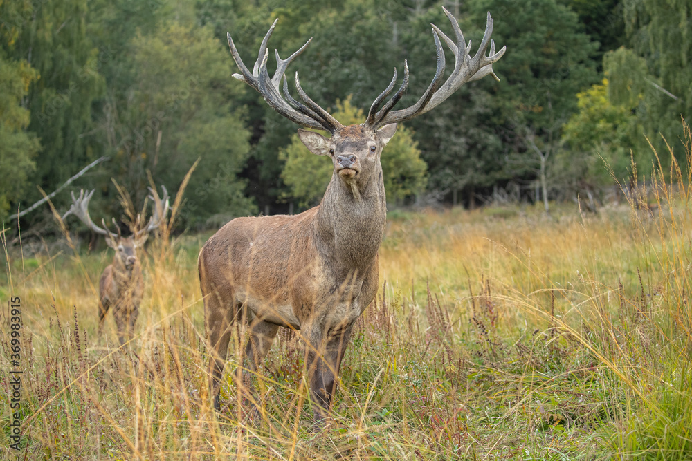 Red deer in the nature habitat during the deer rut