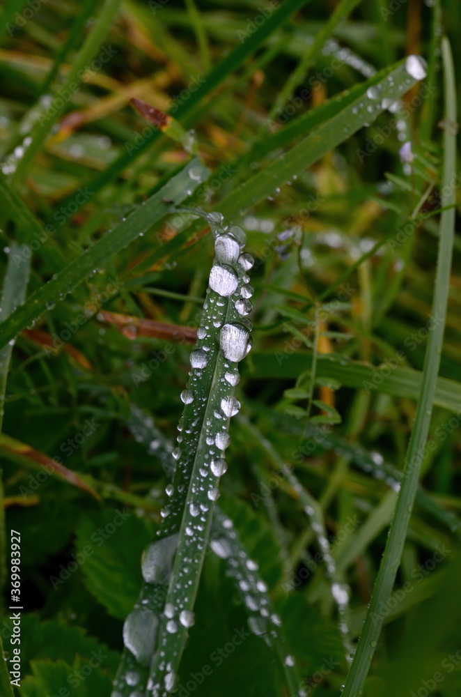 Green grass with raindrops close - up
Drops of dew on the green grass. Raindrops on green leaves. Water drops in nature

