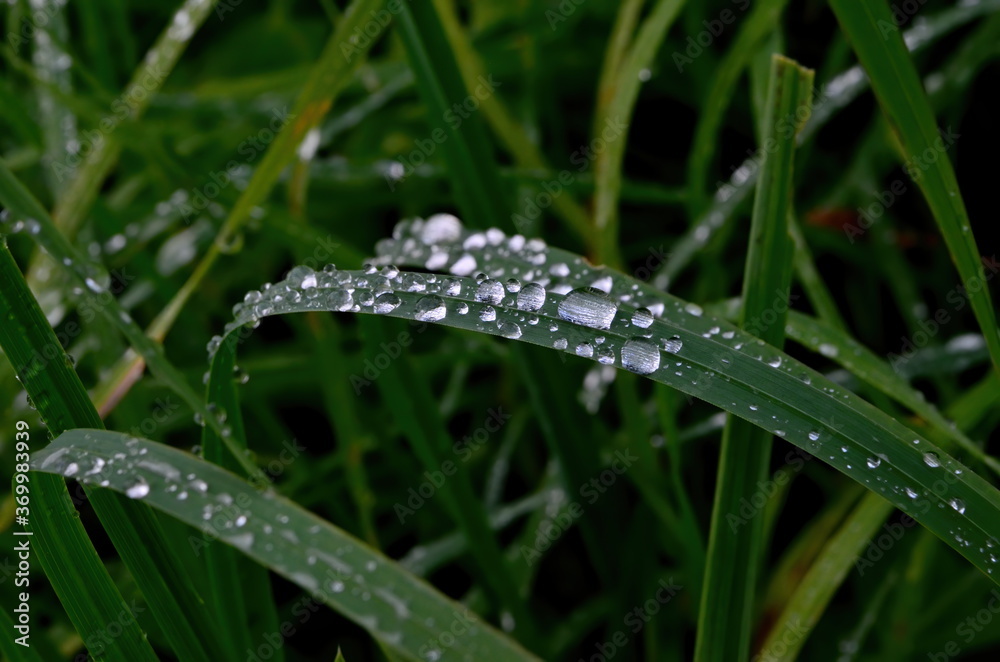 Green grass with raindrops close - up
Drops of dew on the green grass. Raindrops on green leaves. Water drops in nature
Green grass with raindrops close - up
Drops of dew on the green grass. Raindrops on green leaves. Water drops in nature