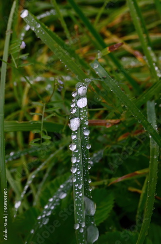 Green grass with raindrops close - up Drops of dew on the green grass. Raindrops on green leaves. Water drops in nature 