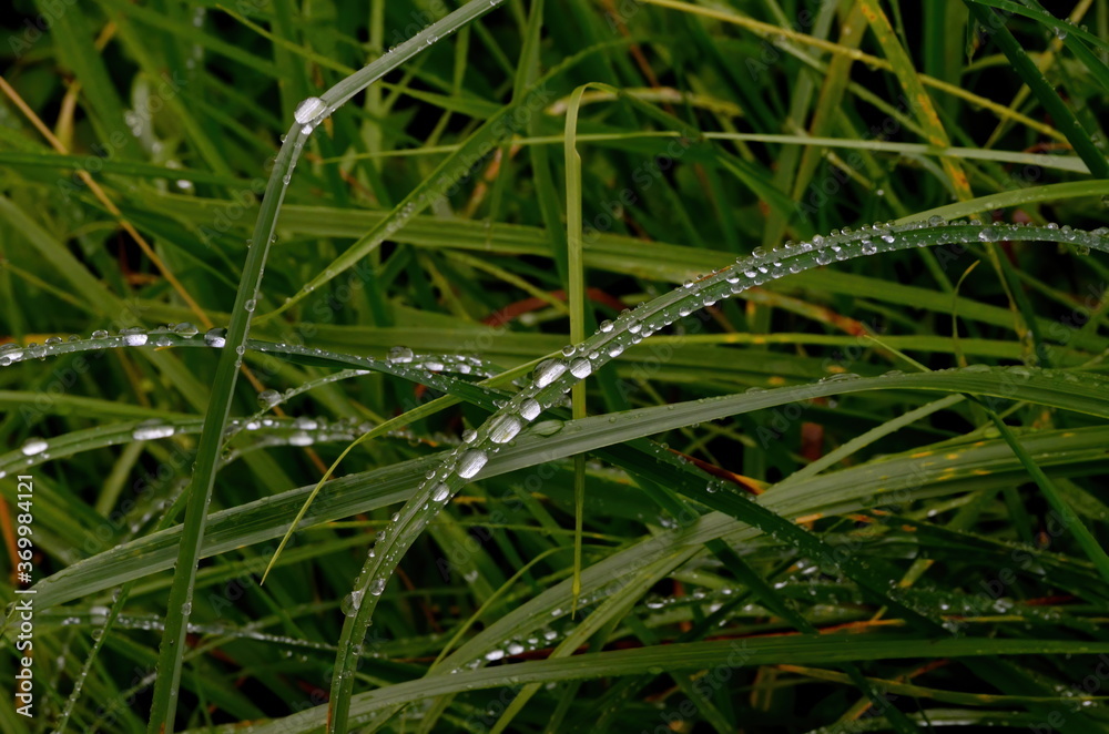 Green grass with raindrops close - up
Drops of dew on the green grass. Raindrops on green leaves. Water drops in nature
Green grass with raindrops close - up
Drops of dew on the green grass. Raindrops on green leaves. Water drops in nature