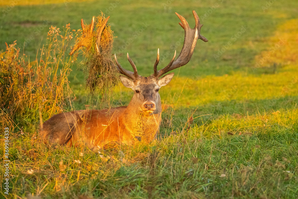 Fototapeta premium Red deer in the nature habitat during the deer rut